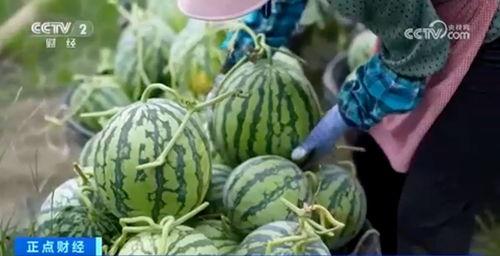 网红大瓜博雅吃瓜视频最全观看,全网最全大瓜集锦，一网打尽网红热点